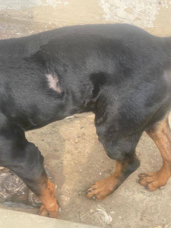 Rottweiler Male 9