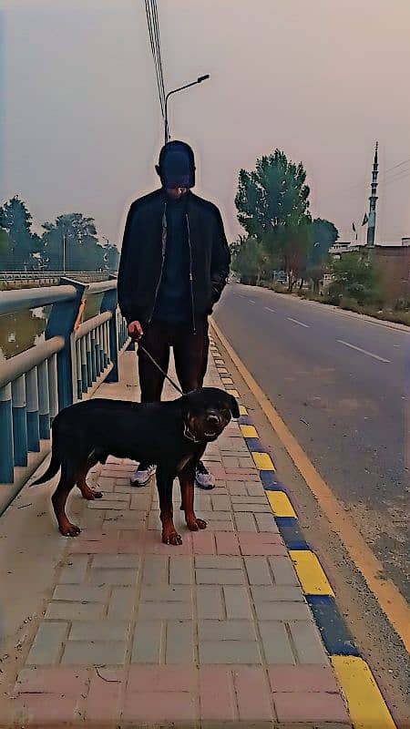 Rottweiler Male 10