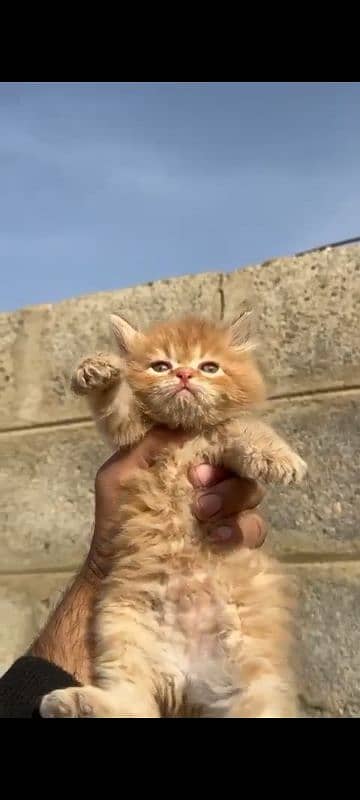 Persian kitten 1