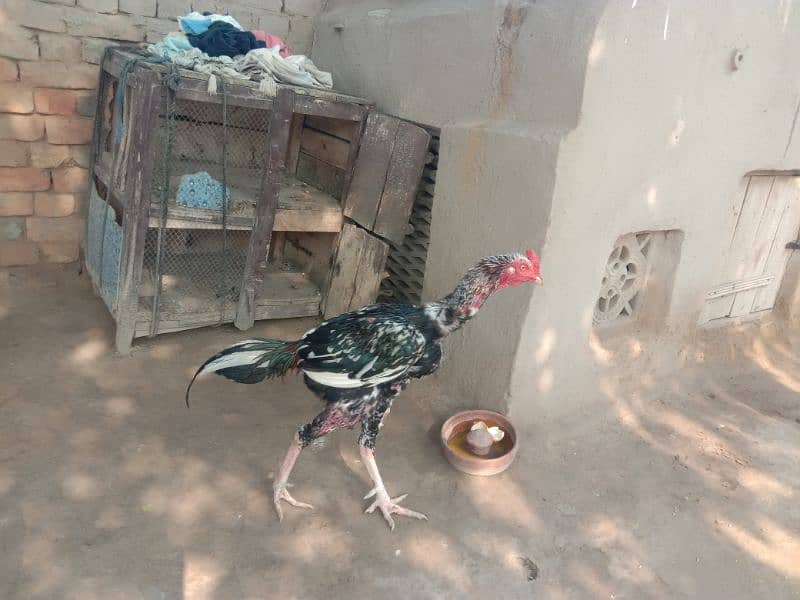 Aseel Male 5500+ Bantam female 2000 0