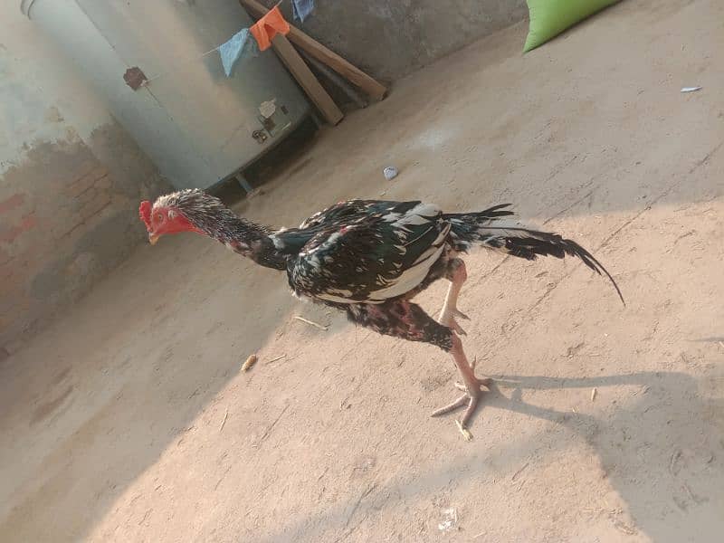 Aseel Male 5500+ Bantam female 2000 1