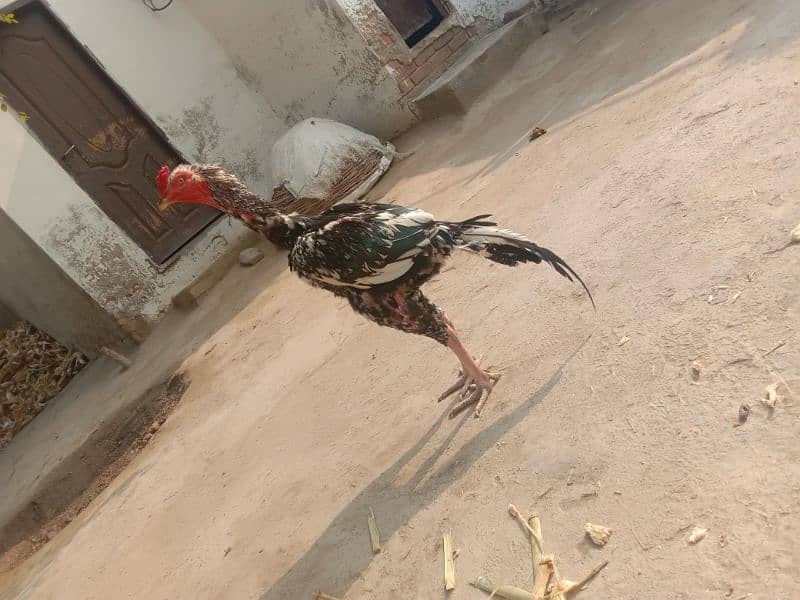 Aseel Male 5500+ Bantam female 2000 2