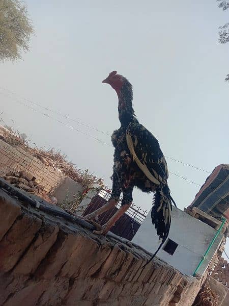 Aseel Male 5500+ Bantam female 2000 6