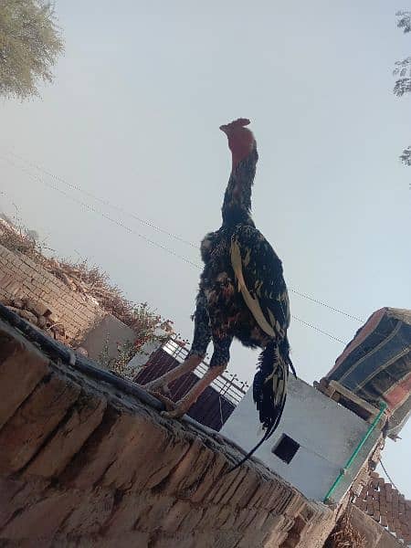 Aseel Male 5500+ Bantam female 2000 7