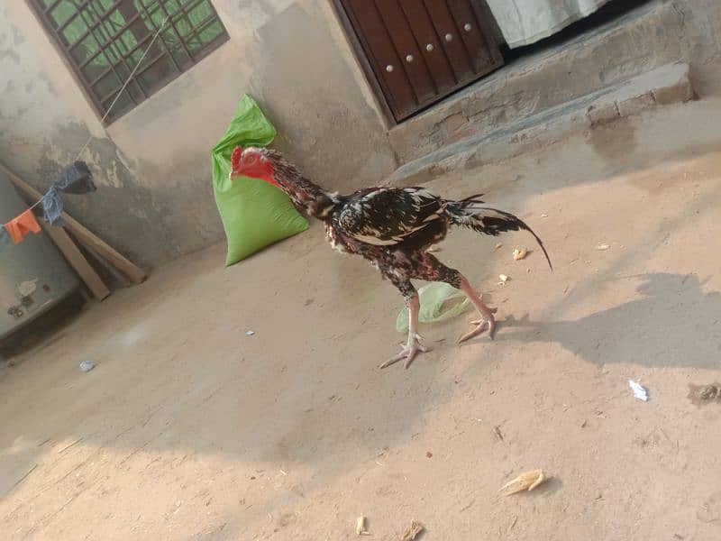 Aseel Male 5500+ Bantam female 2000 10