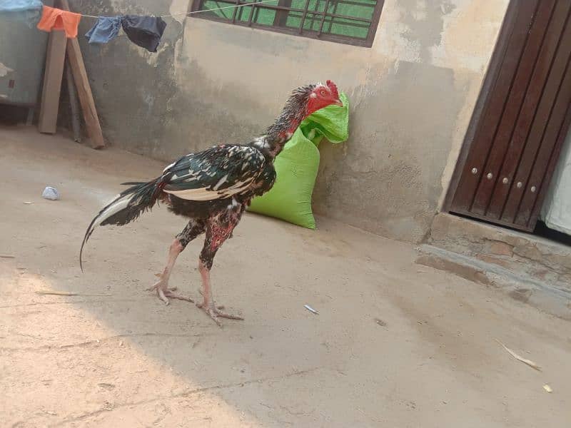 Aseel Male 5500+ Bantam female 2000 12