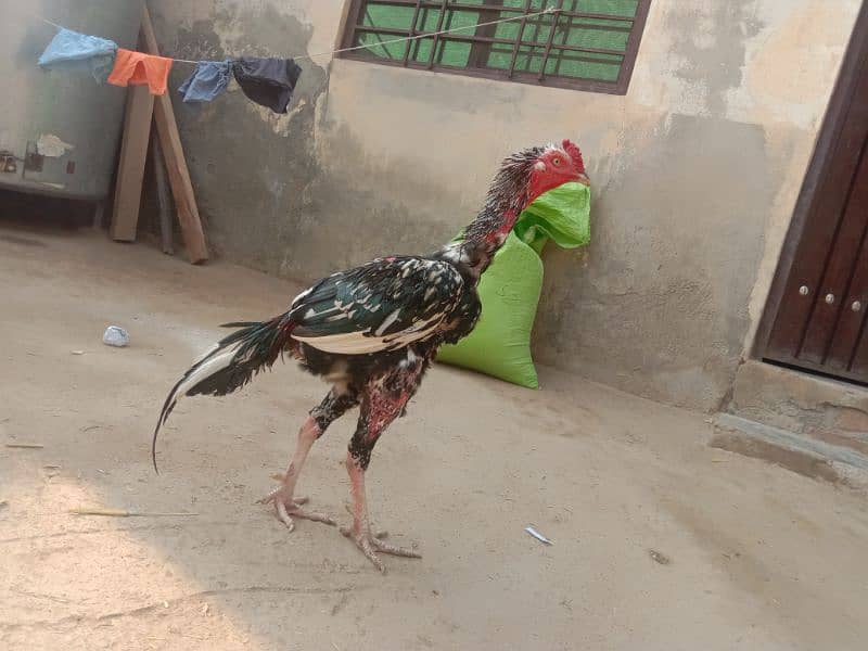 Aseel Male 5500+ Bantam female 2000 13