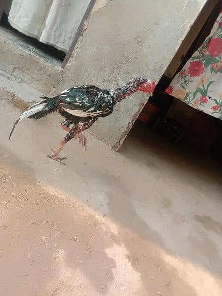 Aseel Male 5500+ Bantam female 2000 14