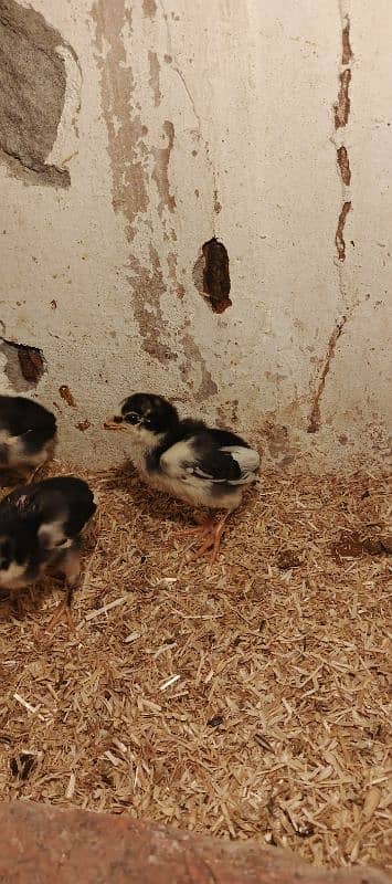 Pure thai /Aseel hen /aseel chicks/ pure aseel/high quality 0