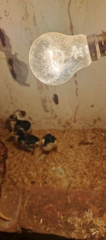 Pure thai /Aseel hen /aseel chicks/ pure aseel/high quality 1