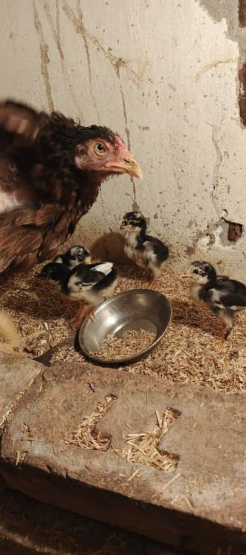 Pure thai /Aseel hen /aseel chicks/ pure aseel/high quality 7