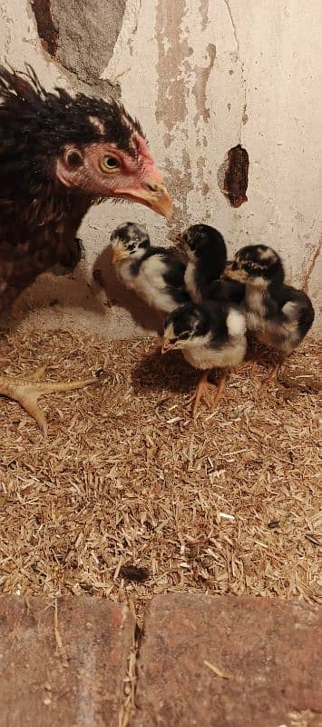 Pure thai /Aseel hen /aseel chicks/ pure aseel/high quality 8