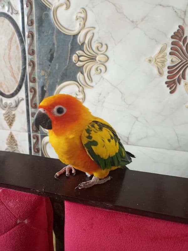 Sun Conure hand tame 0