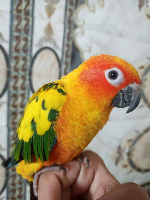 Sun Conure hand tame 1