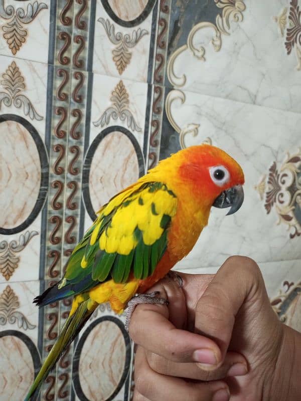 Sun Conure hand tame 2