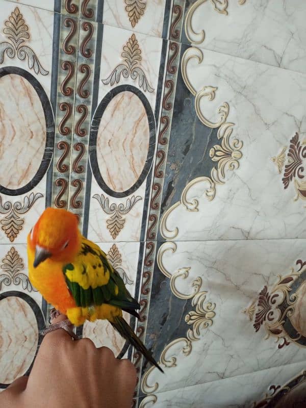 Sun Conure hand tame 3