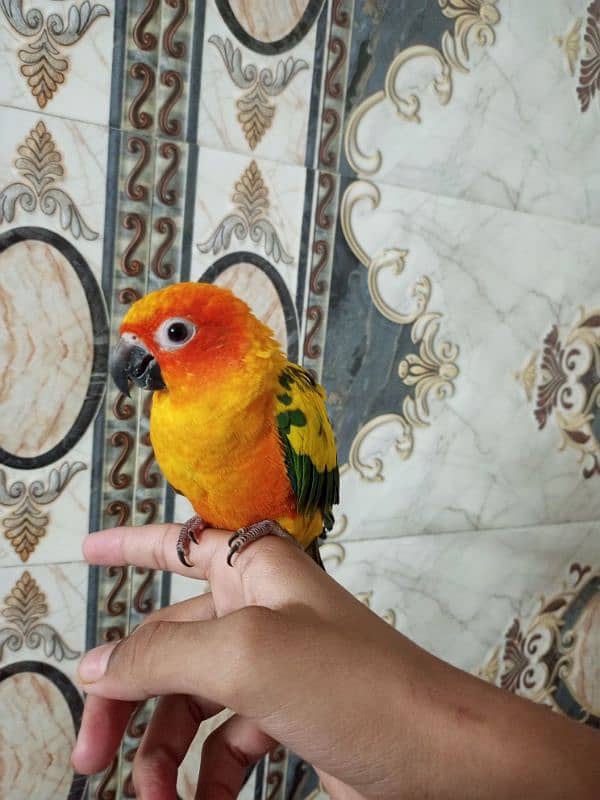 Sun Conure hand tame 4