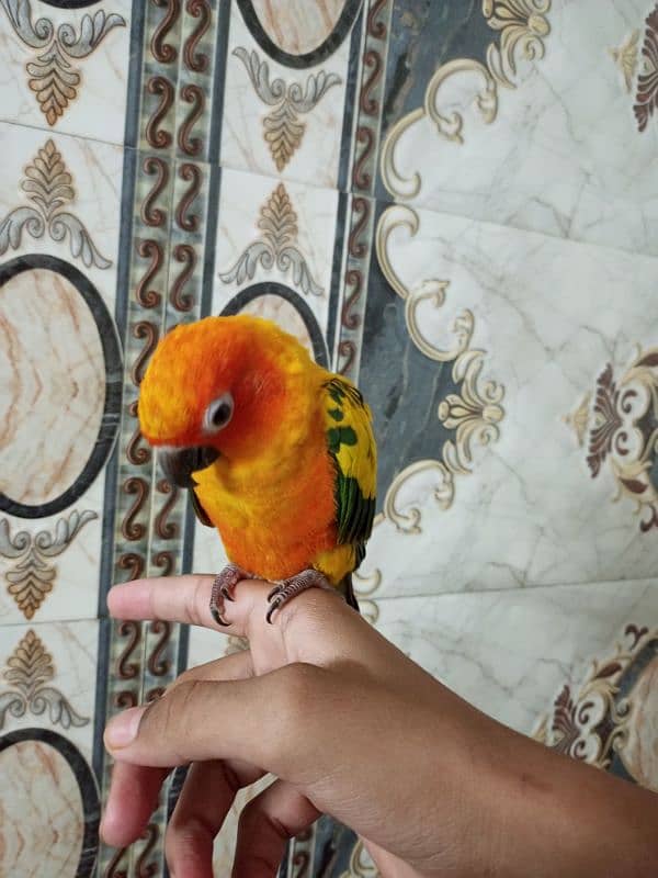 Sun Conure hand tame 5