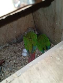 yellow saded conure 3 pair very good red factors