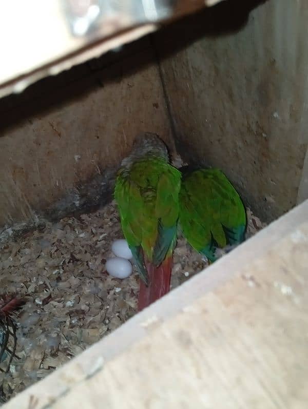 yellow saded conure 3 pair very good red factors 0