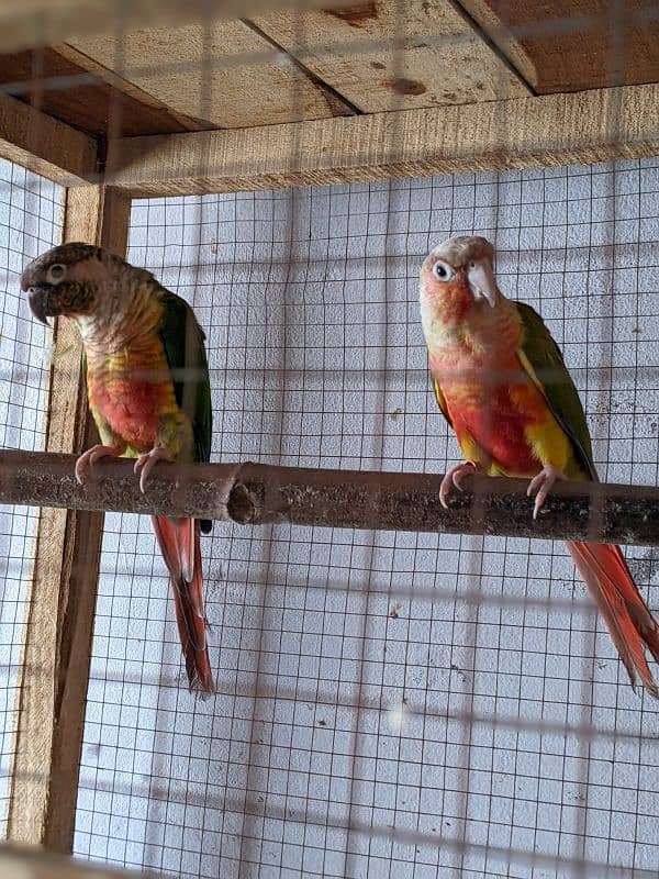 yellow saded conure 3 pair very good red factors 2