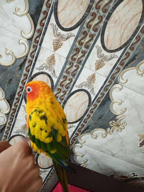 Sun Conure hand tame 6