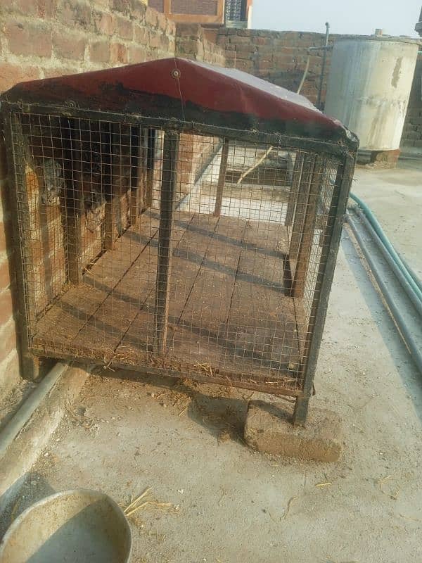 Iron cage for hen in a good condition for sale in Jhelum city 0