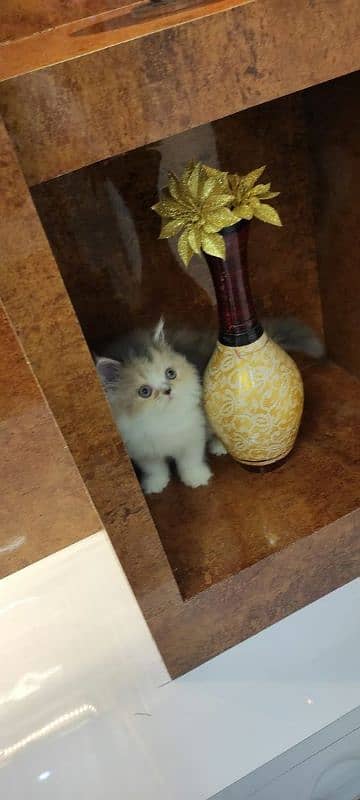 Persian kittens Available Whatsapp number 03251905001 1