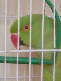 Green Parrot (Female) With Cage