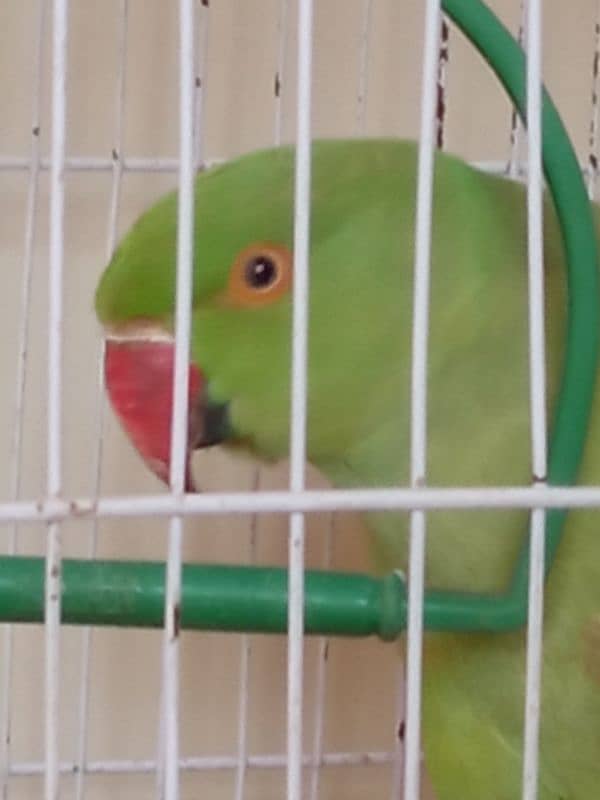 Green Parrot (Female) With Cage 0