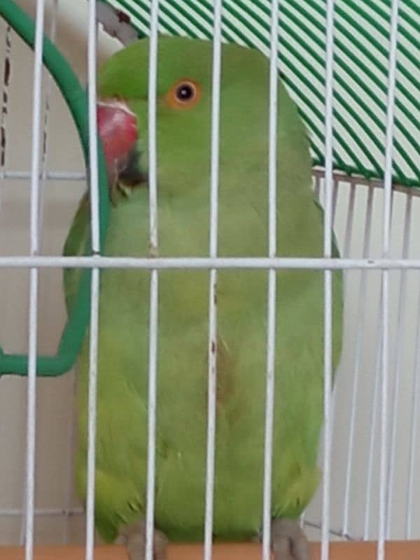 Green Parrot (Female) With Cage 1