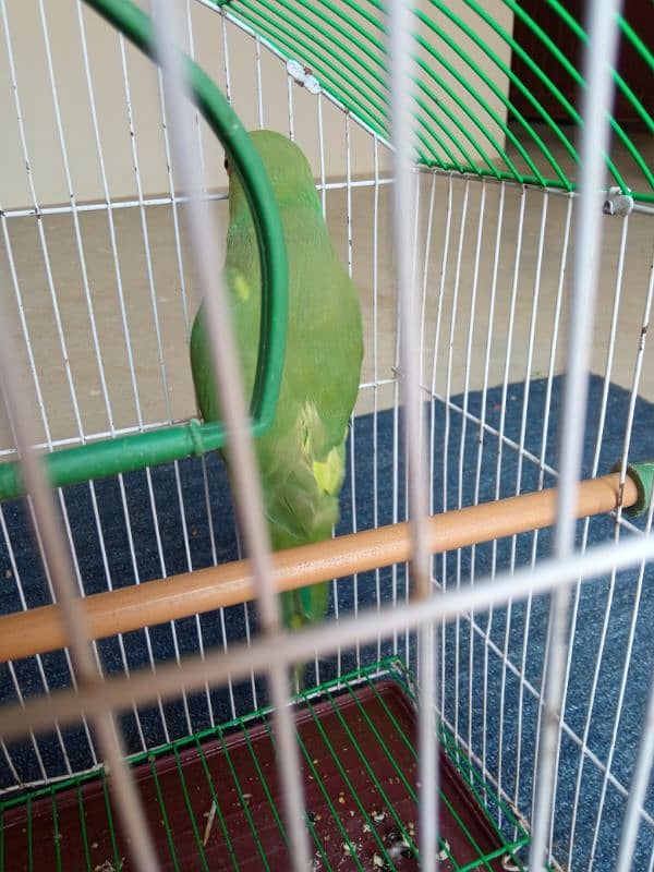 Green Parrot (Female) With Cage 2