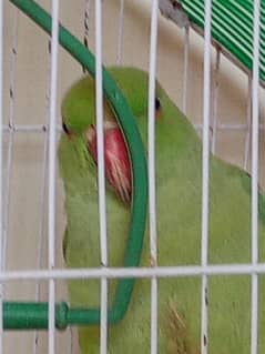 Green Parrot (Female) With Cage