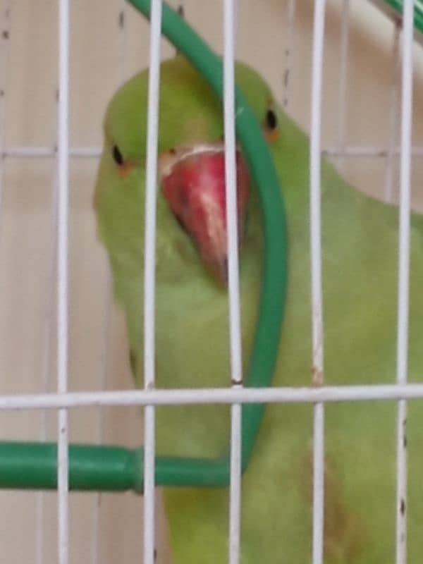 Green Parrot (Female) With Cage 4