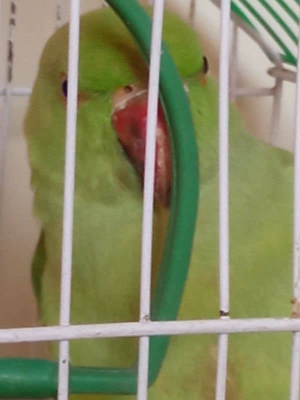 Green Parrot (Female) With Cage 5