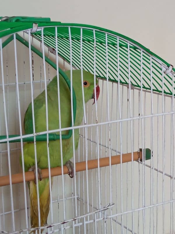 Green Parrot (Female) With Cage 6