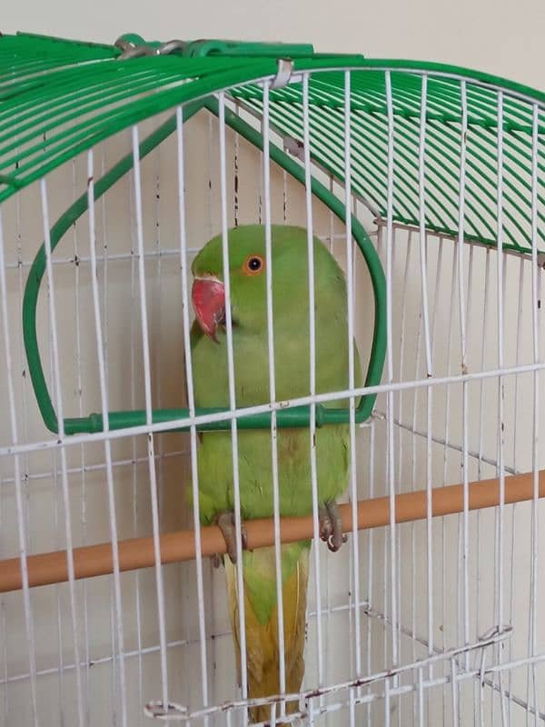 Green Parrot (Female) With Cage 7