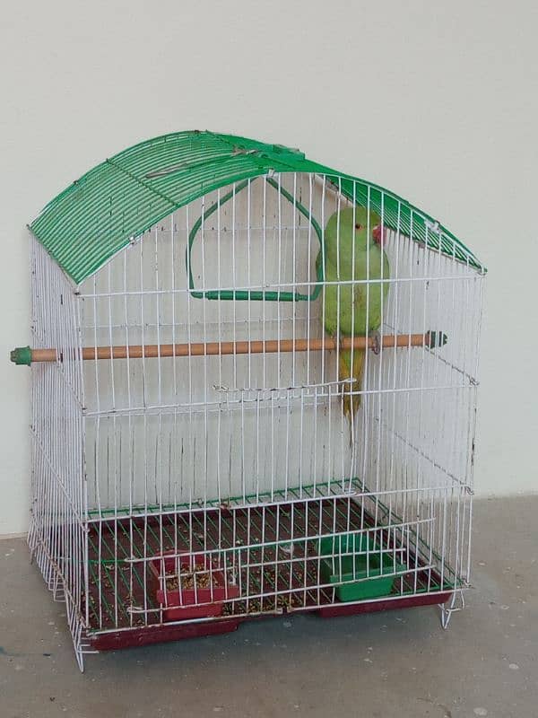 Green Parrot (Female) With Cage 8