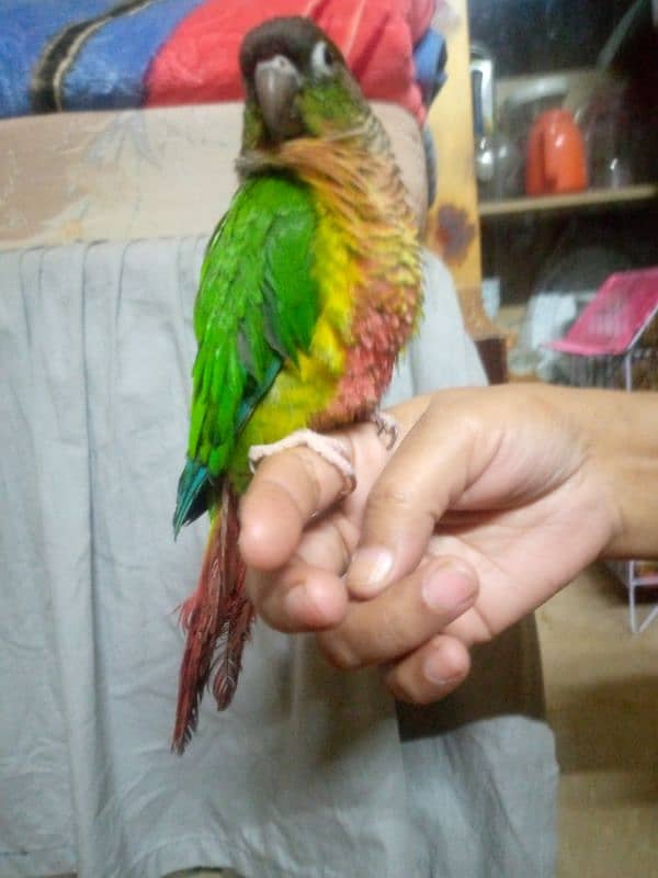 green parrot 0