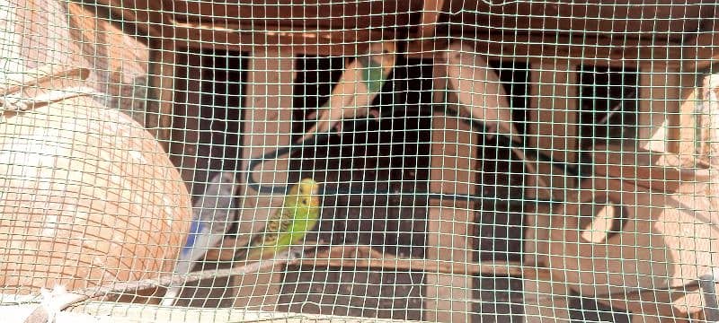 parrots 4