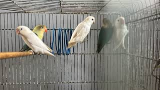 love birds for sale 3 breeder pair