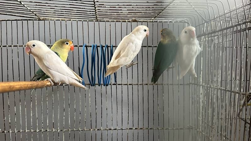 love birds for sale 3 breeder pair 0