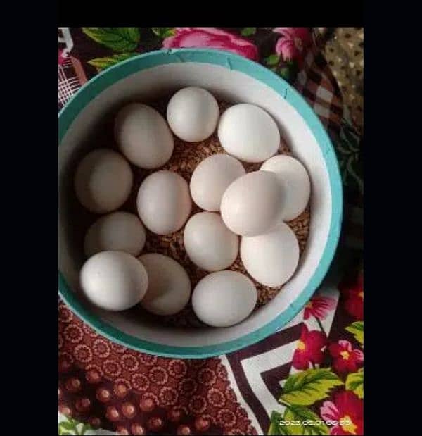 Duck's filtered eggs available 0