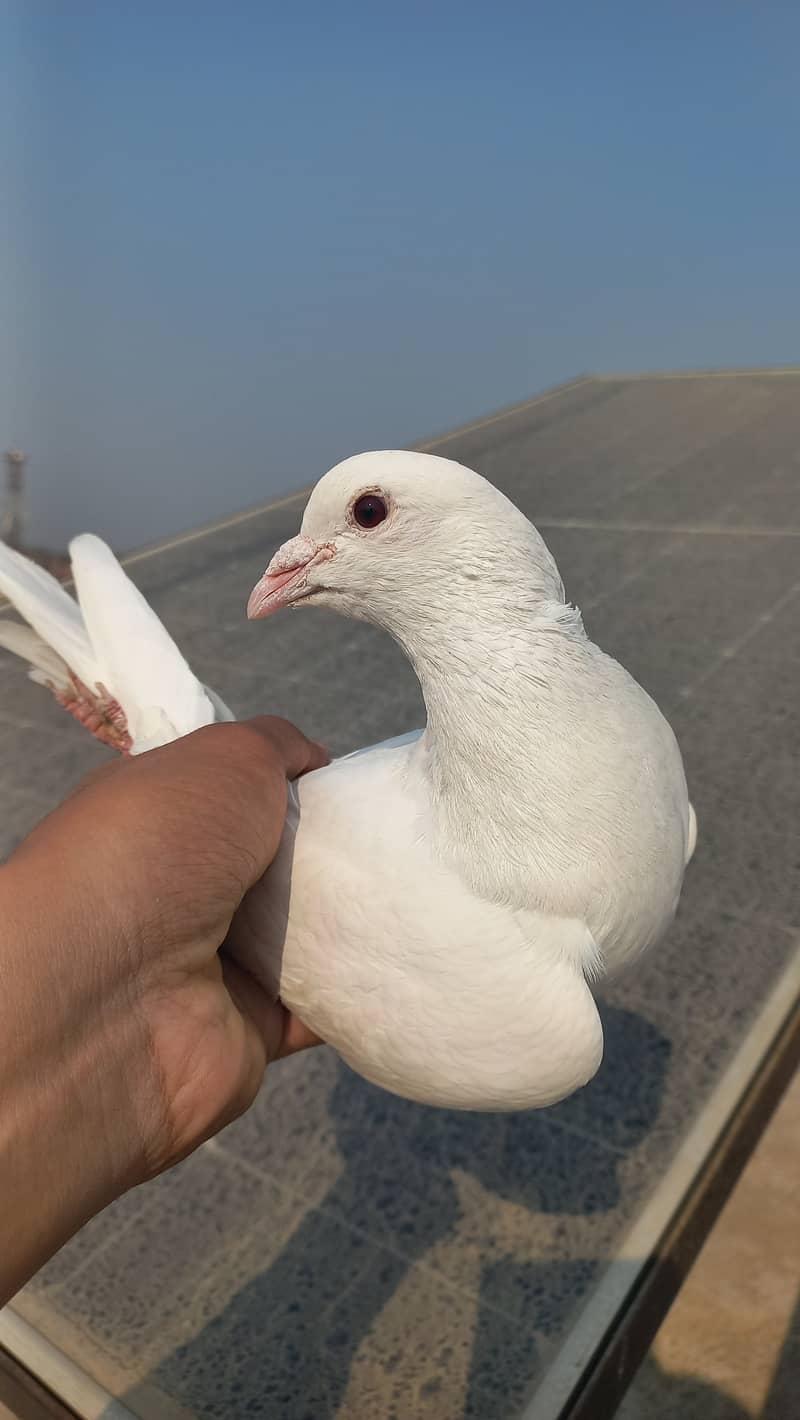 White Breeder Sherazi male 0