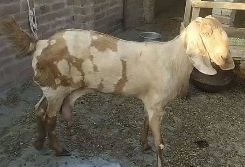 Pure Ambarseri Sheera Print Bakri 03075039815 2