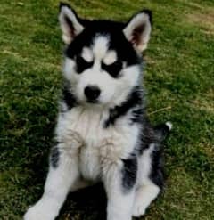 Siberian husky puppies for sale hy