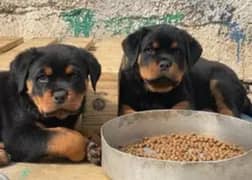 rottweiler  pair available German shepherd be available h