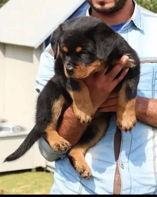 rottweiler  pair available German shepherd be available h 1