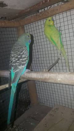 budgies parrot