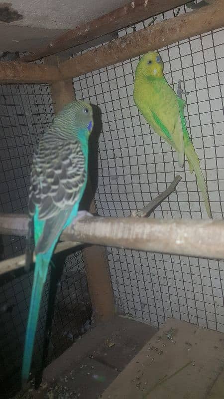 budgies parrot 0